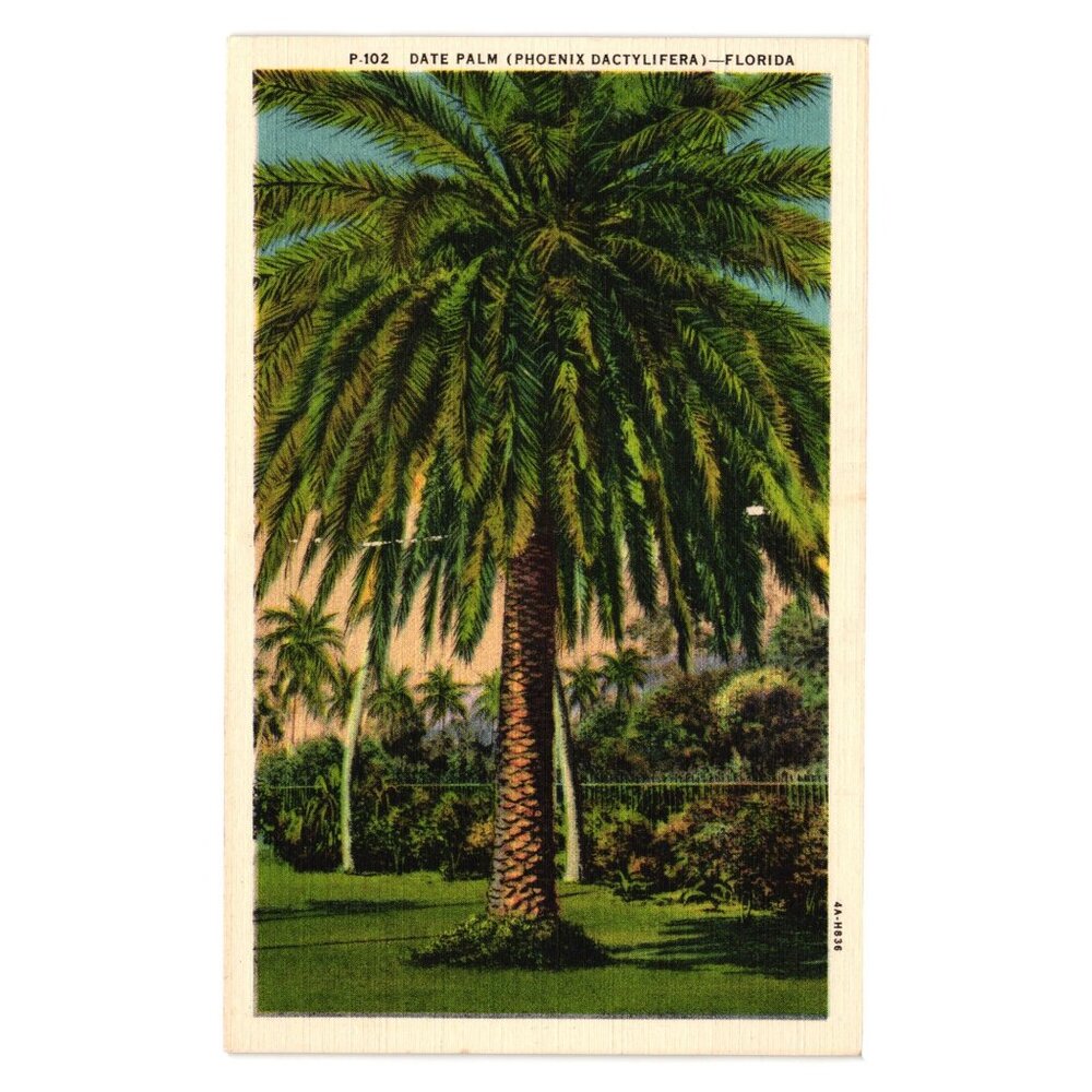 Curt Teich Date Palm Florida Postcard Vintage P102 Art Colortone Palm Tree Plant
